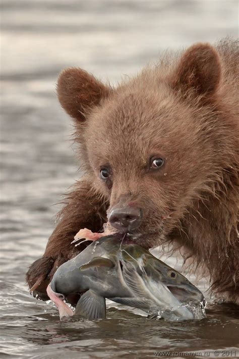 Little Bear Eating Salmon...beautiful ? : pics