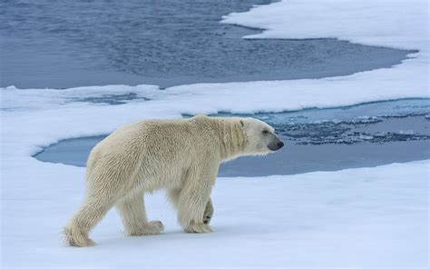 Polar Bears of Svalbard. Svalbard (Spitsbergen) Archipelago, Norway | Mike Reyfman Photography ...