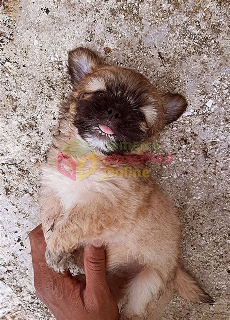 Pomeranian-shih Tzu Puppies For Sale - Meet Up/ Delivery