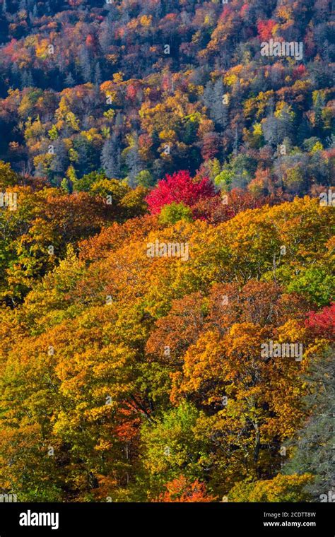 Autumn Color in the Great Smoky Mountains National Park Stock Photo - Alamy