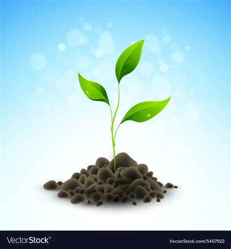 Plant sapling growing Royalty Free Vector Image