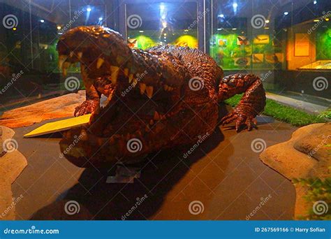 Crocodile at museum stock photo. Image of pony, handmade - 267569166