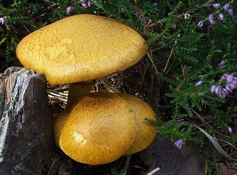 Gymnopilus junonius, Spectacular Rustgill mushroom