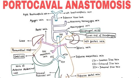 PORTOCAVAL ANASTOMOSIS | PORTOSYSTEMIC COMMUNICATIONS - YouTube