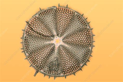 Fossil diatom, light micrograph - Stock Image - C049/3284 - Science Photo Library