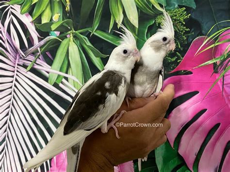 White Face Pied Cockatiel - ParrotCrown.com