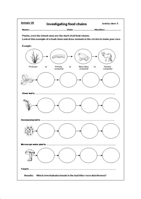 5th Grade Food Webs And Food Chains Worksheet – Thekidsworksheet