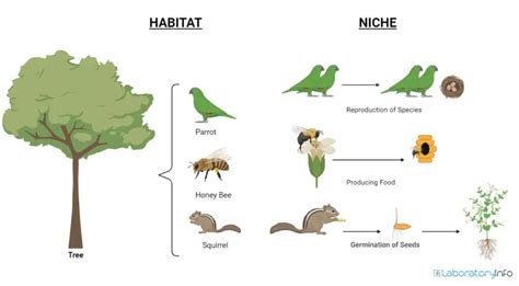 Niche Vs Habitat : Definition, Examples, Differences and Diagrams - Laboratoryinfo.com