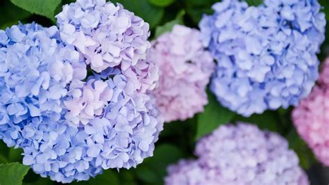 Turn hydrangea 'stunning' blue colour using 'fantastic' 38p kitchen ...