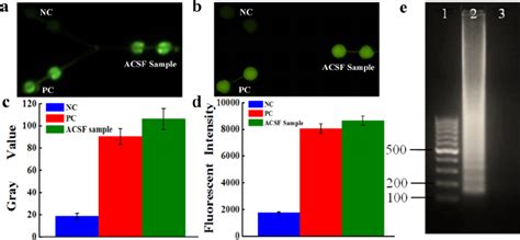 Instrument-free detection of N. meningitidis microorganisms.... | Download Scientific Diagram