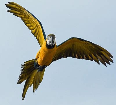 Free Flight Parrot Training: Guide & Dangers For Your Bird