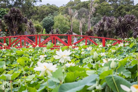 blue lotus water garden, yarra junction — mamma knows east