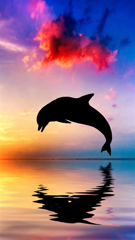 2160x3840 Dolphin Jumping Out Of Water Sunset View 4k Sony Xperia X,XZ,Z5 Premium HD 4k ...