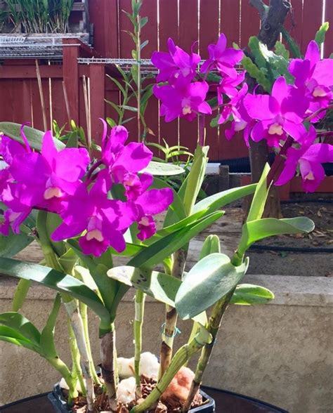 Cattleya portia " cannizzaro" 💐 | Orquídeas raras, Flores, Orquideas