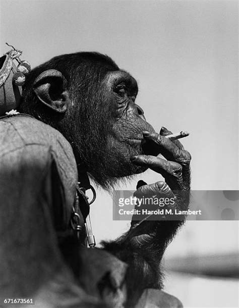 70 Monkey Smoking Cigarette Stock Photos, High-Res Pictures, and Images ...