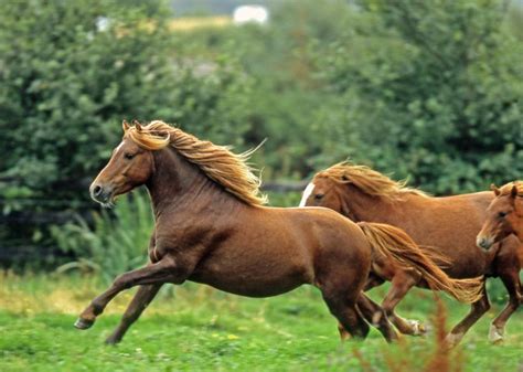 10 Irish Animals to Celebrate on St. Patrick’s Day