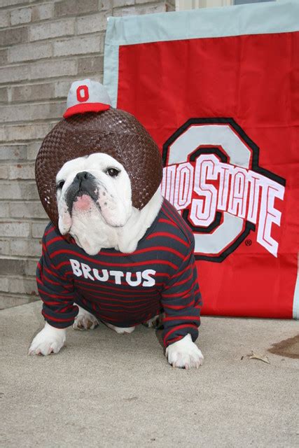 ohio state brutus dog costume | Flickr - Photo Sharing!