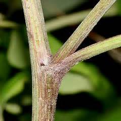 Arctium lappa (great burdock): Go Botany