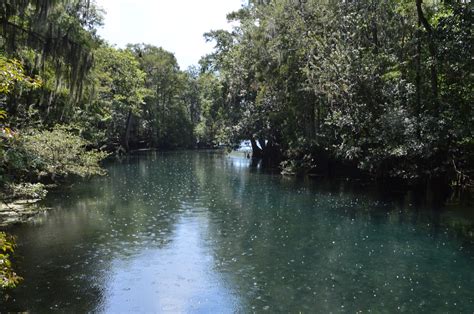 Manatee Springs State Park: Manatee Springs and Manatee Springs Run Boardwalk to Suwannee River ...