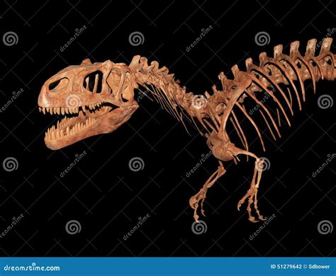 Allosaurus Skeleton Isolated on Black Stock Photo - Image of period, museum: 51279642