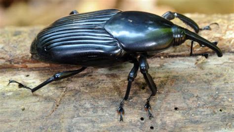 10 Cool Creepy Crawlies Found in the Amazon Rainforest | Exodus