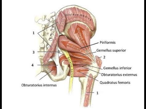 Exercise for the piriformis & deep six hip rotators - YouTube