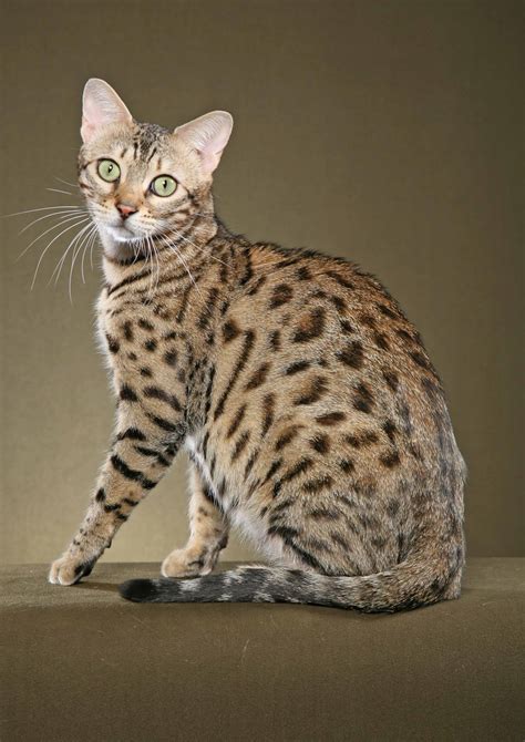 Bengal Cats Full Grown - Wild Cat Breeds Domestic (#454124) - HD ...