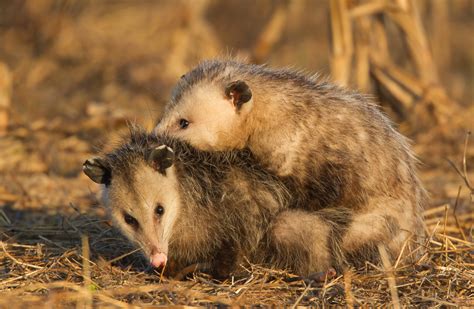 virginia opossum | Roads End Naturalist