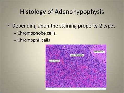 Pituitary gland