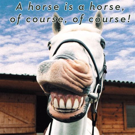 4-H - Timeline Photos | Funny animal photos, Funny horse, Horses