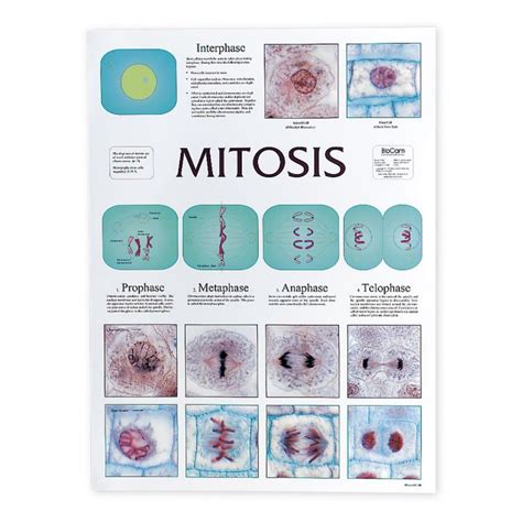 Carolina Biological Supply Company Mitosis Cell Division Chart | Oriental Trading | Cell ...