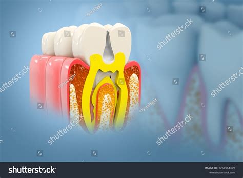 Human Teeth Anatomy Cross Section Human Stock Illustration 2254964499 ...