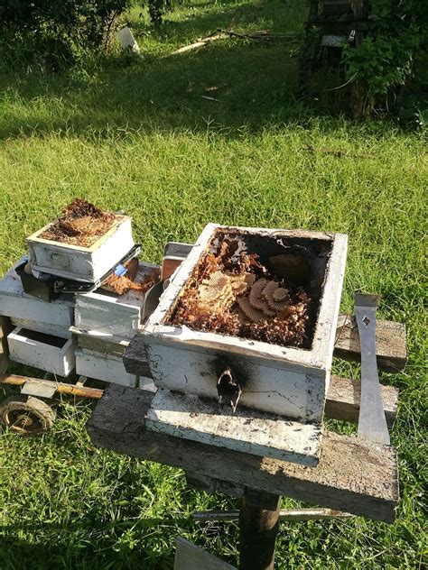 Family comes first: Former aircraft mechanic starts bee farm for younger sister