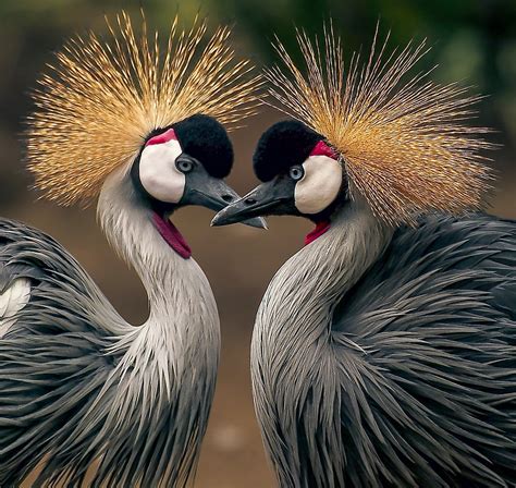 GREY CROWNED CRANES of AFRICA Photograph by Daniel Hagerman