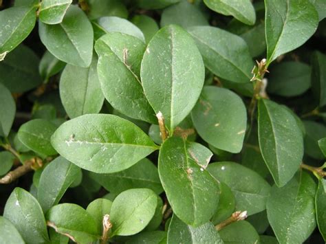 evergreen shrub: ligustrum ovalifolium | Plant leaves, Plant identification, Evergreen shrubs