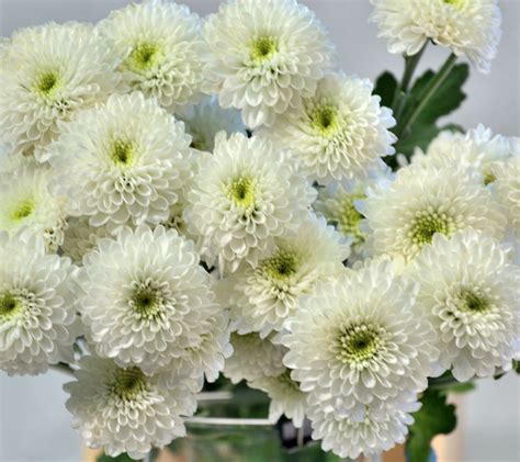 Button Poms white | Garden flower beds, White flowers garden, Flower garden