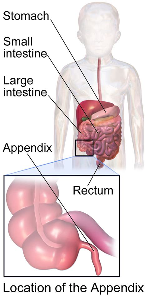 Cecum