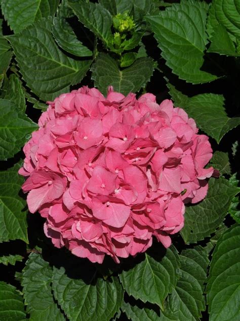 Hydrangea macrophylla 'Red' - Boething Treeland Farms