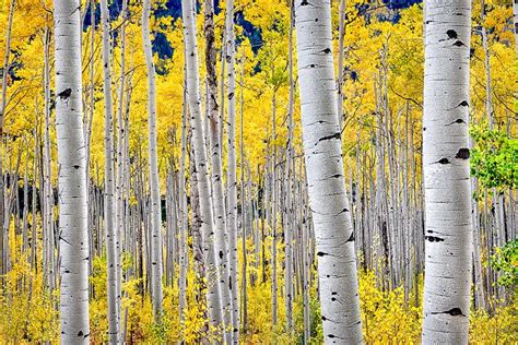 Aspen Trees | Photography prints art, Aspen trees, Tree nature wallpaper