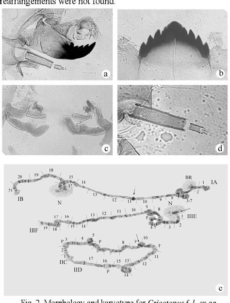 Figure 2 from Cytotaxonomy and Morphology of Chironomid Larvae (Diptera ...