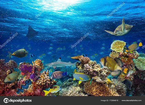 Underwater Coral Reef Landscape Background Deep Blue Ocean Colorful ...