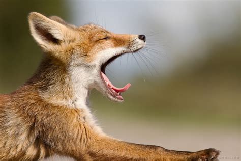 26. Fox Yawns | Roeselien Raimond Nature Photography