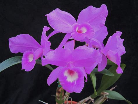 Cattleya skinneri Lirio de San Juan, La Guaria Morada, candelaria, flor ...