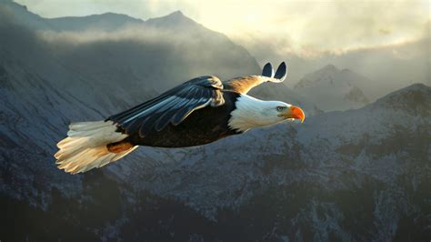 fantasy art, bird of prey, eagle, Griffins, bird, wing, screenshot, extreme sport, HD Wallpaper ...