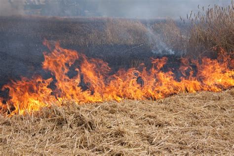 Flames of a Field Fire stock image. Image of danger, cereal - 16940901