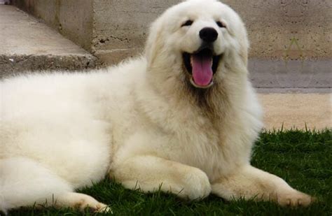 Kuvasz - Description, Energy Level, Health, Image, and Interesting Facts