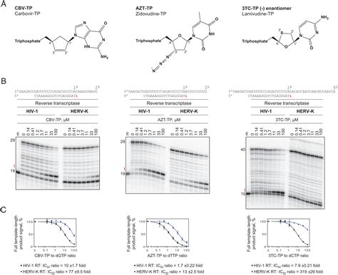 Human endogenous retrovirus-K (HERV-K) reverse transcriptase (RT) structure and biochemistry ...