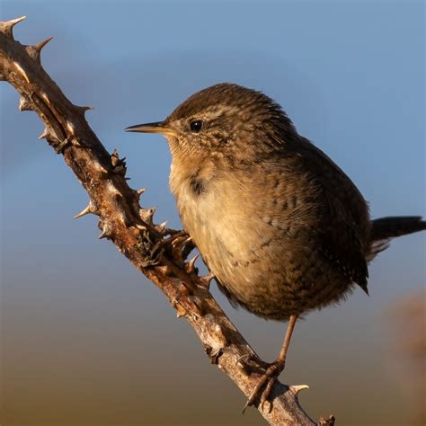 Wren Day - An Irish Tradition On Saint Stephen's Day