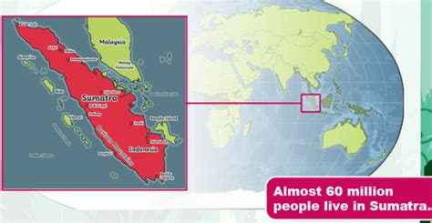 What is a Sumatran Tiger? - Answered - Twinkl Teaching Wiki