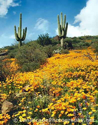 Sonoran Desert Wildflowers - Landscapephotography.net